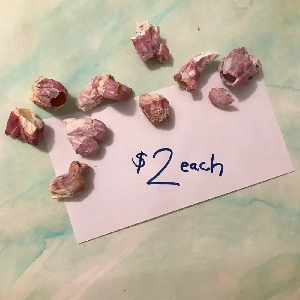 Custom shell bundle — PLEASE READ - Picture 8 of 13